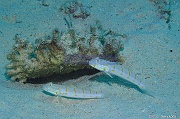 Valencienna puellaris gobie tachete orange-Safaga Tobia kebir-10m-20171120-Denis-ADER-DSC_3110_tn